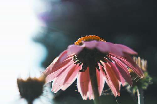 lincoln park pink daisy flower chicago